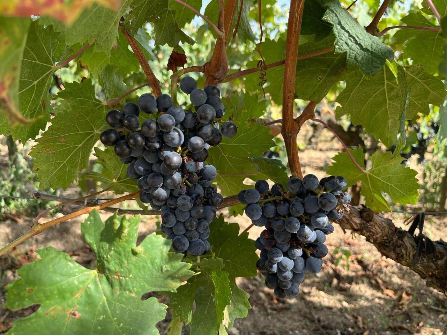 Les Logis Des Vignobles Saint Emilion En Duplex N 2 Avec Terrasse Apartment Luaran gambar